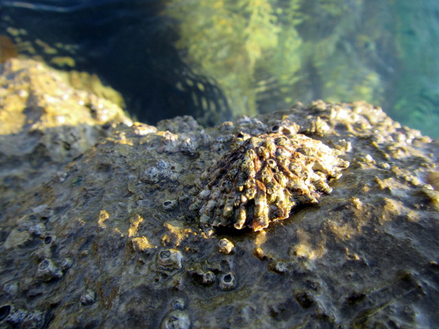 Patella ferruginea a Livorno (?)