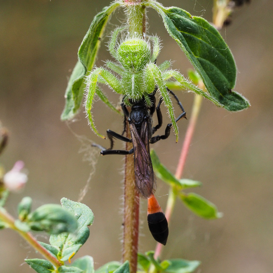 Heriaeus graminicola (che preda Imenottero) - Parco Gesso Stura, Cuneo (CN)