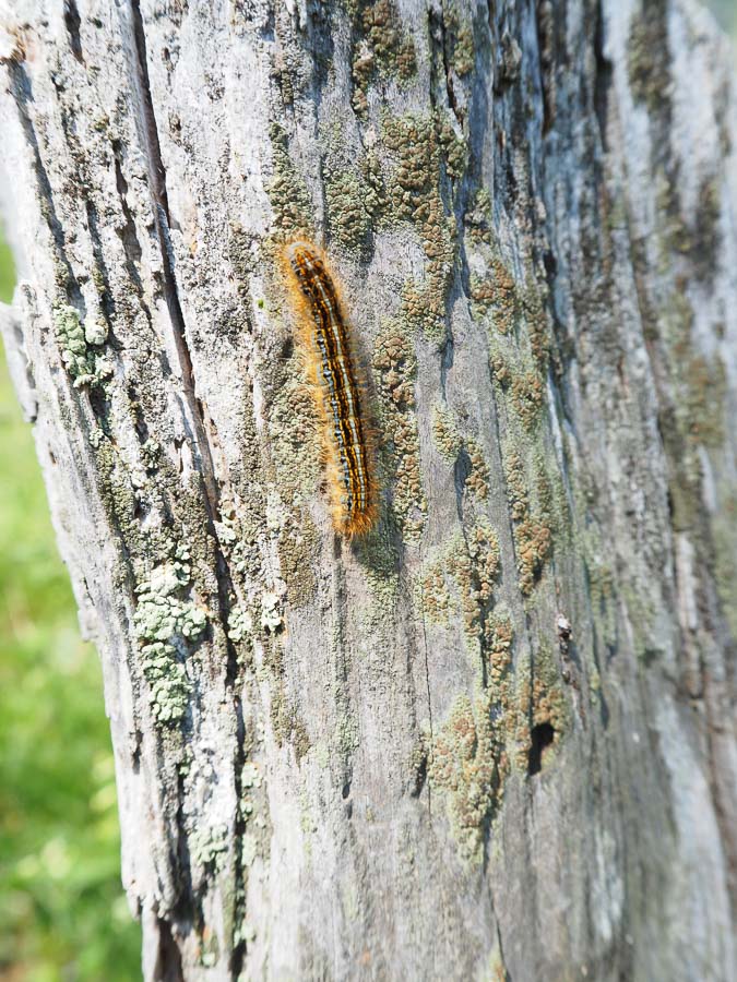 Larva da identificare - Malacosoma sp., Lasiocampidae