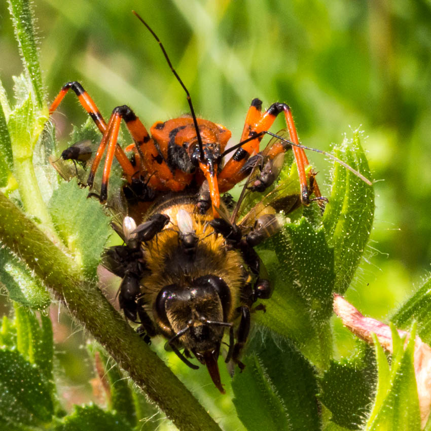 Predazione di Reduviidae da confermare