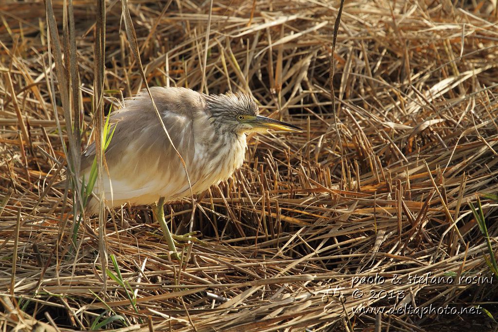 Sgarza ciuffetto ( Ardeola ralloides )