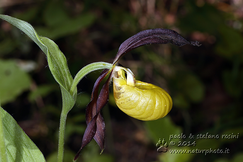 Cypripedium calceolus