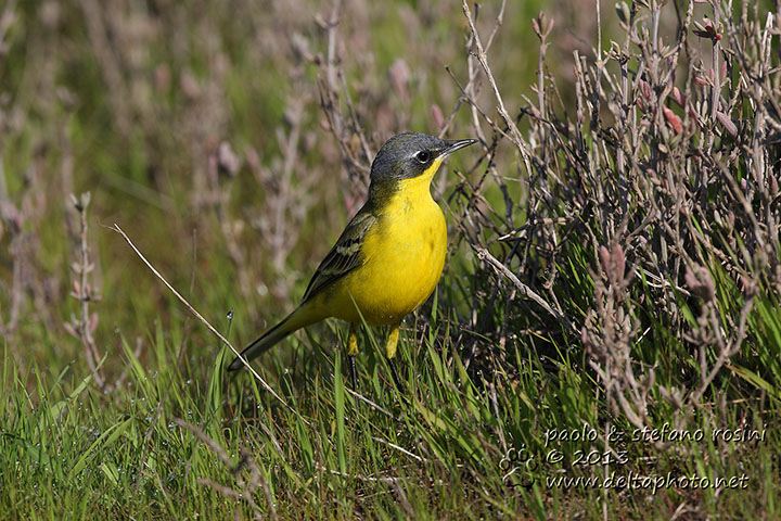 Cutrettola  ( Motacilla flava)  thunbergi ??  Conferma ID