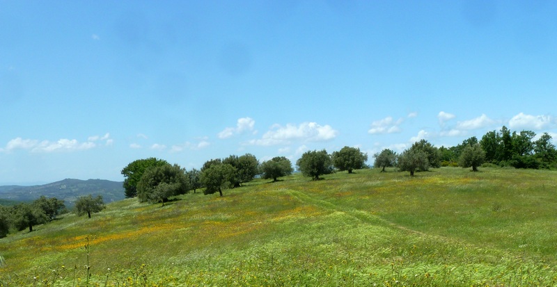 Alla ricerca della Melitaea ornata