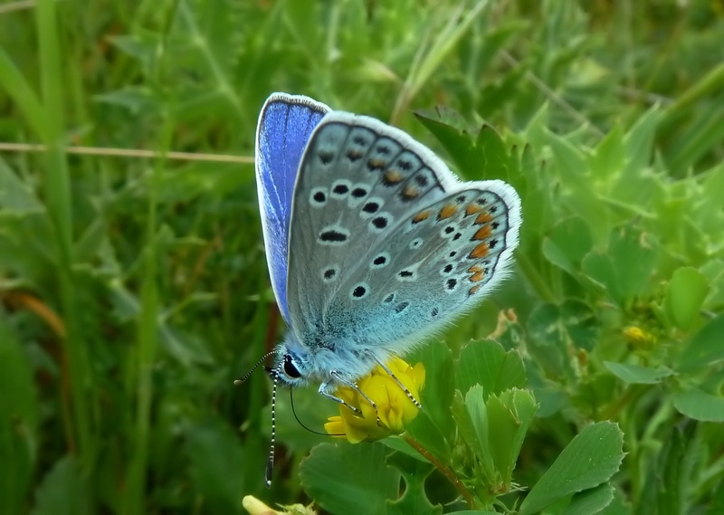 Alla ricerca della Melitaea ornata