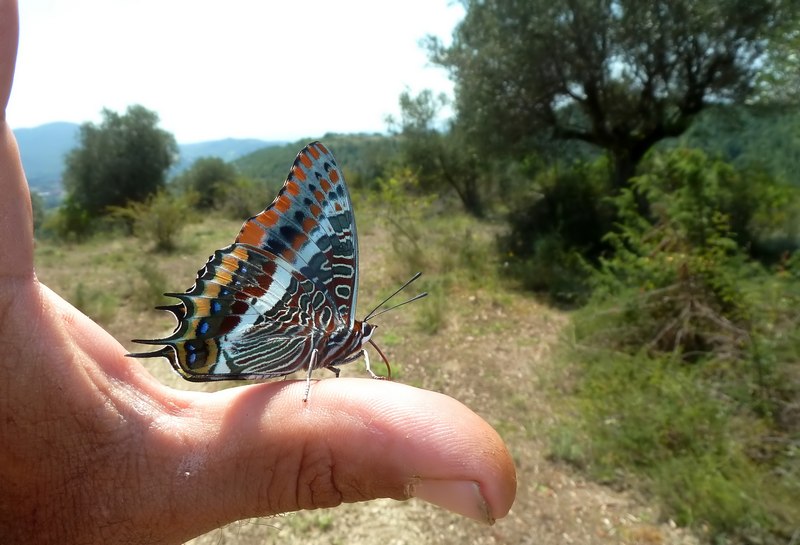 Charaxes jasus II generazione