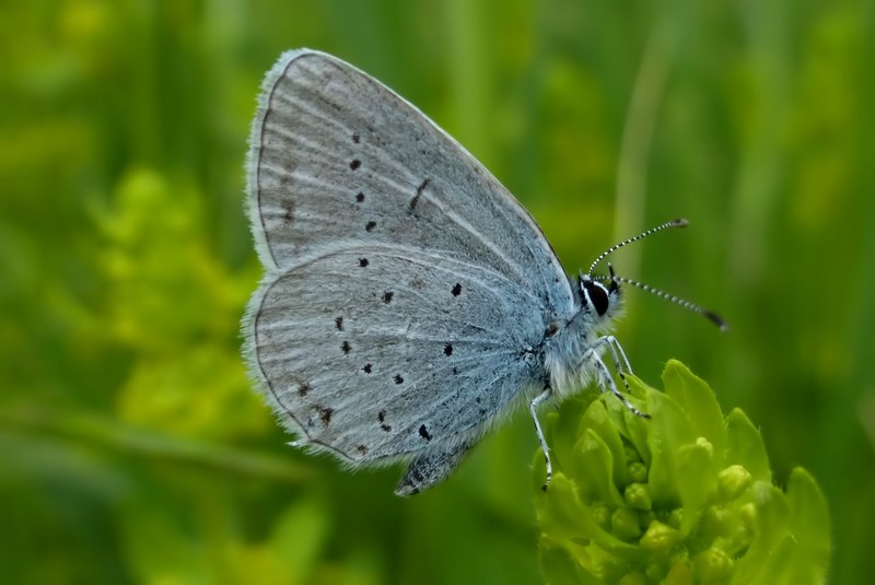 Boloria ,Cassandra & Co