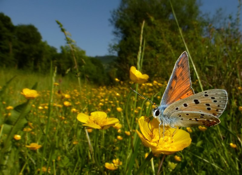 Lycaena alcyphron di pianura