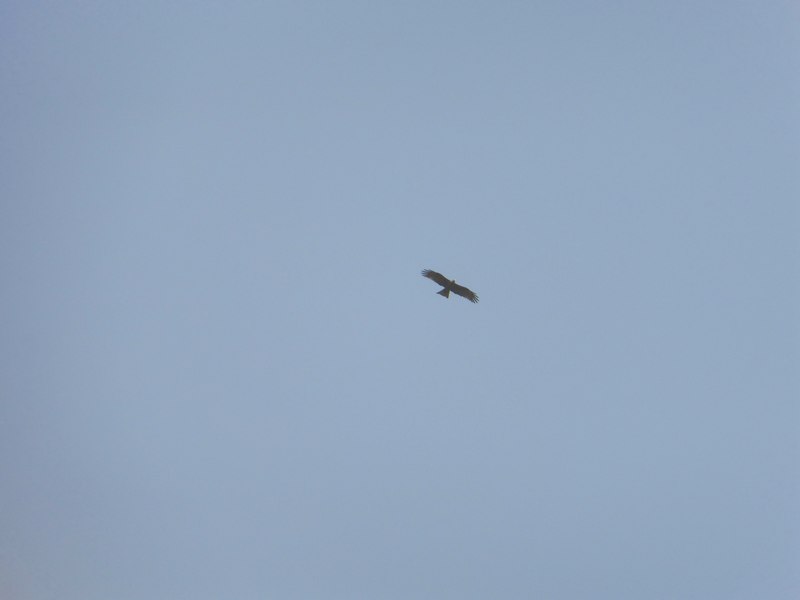 rapace da identificare