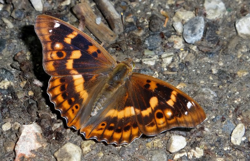 una fantastica Apatura ilia