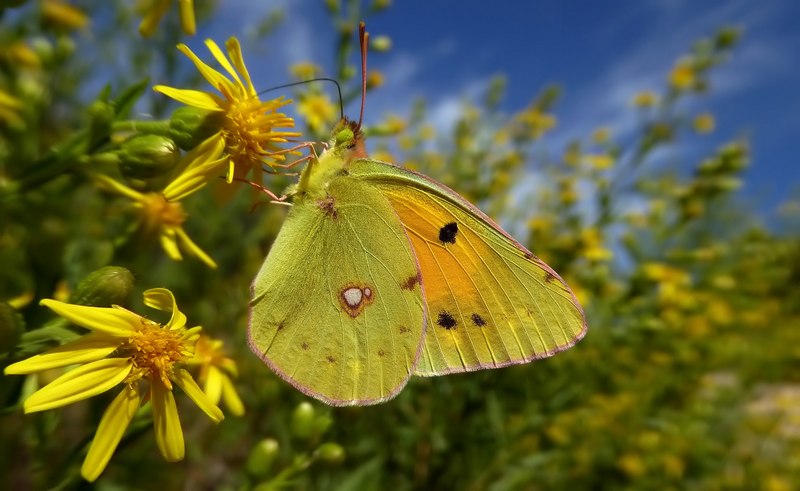 Pieridae di fine stagione....