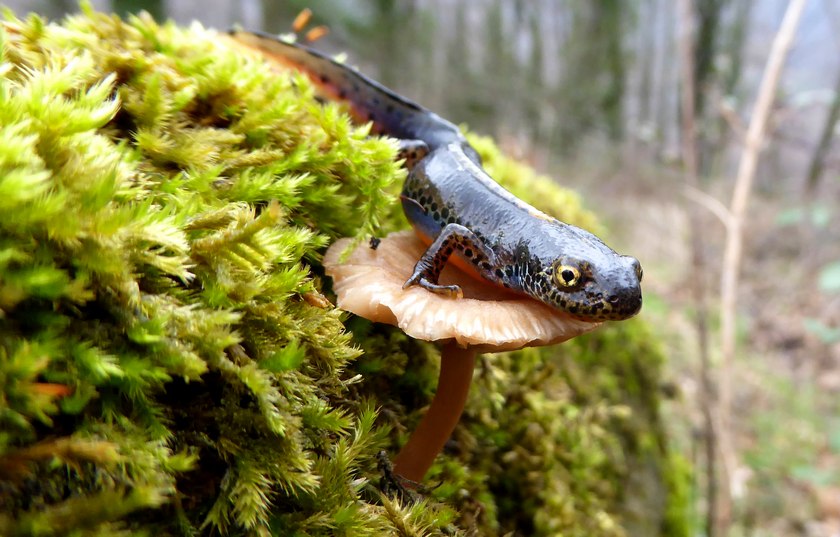 Ichthyosaura alpestris ssp. apuana