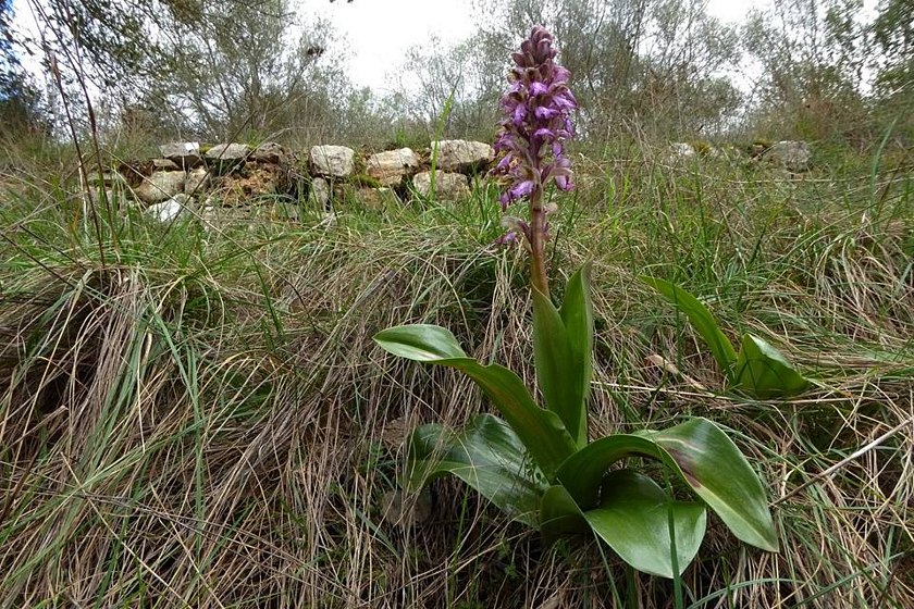 Himantoglossum robertianum...ultime fioriture