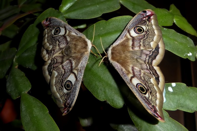 ..si Comincia : Saturnia pavoniella