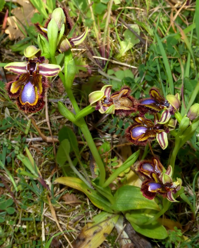 Ophrys speculum