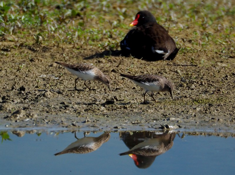 Gambecchio nano (Calidris temminckii )