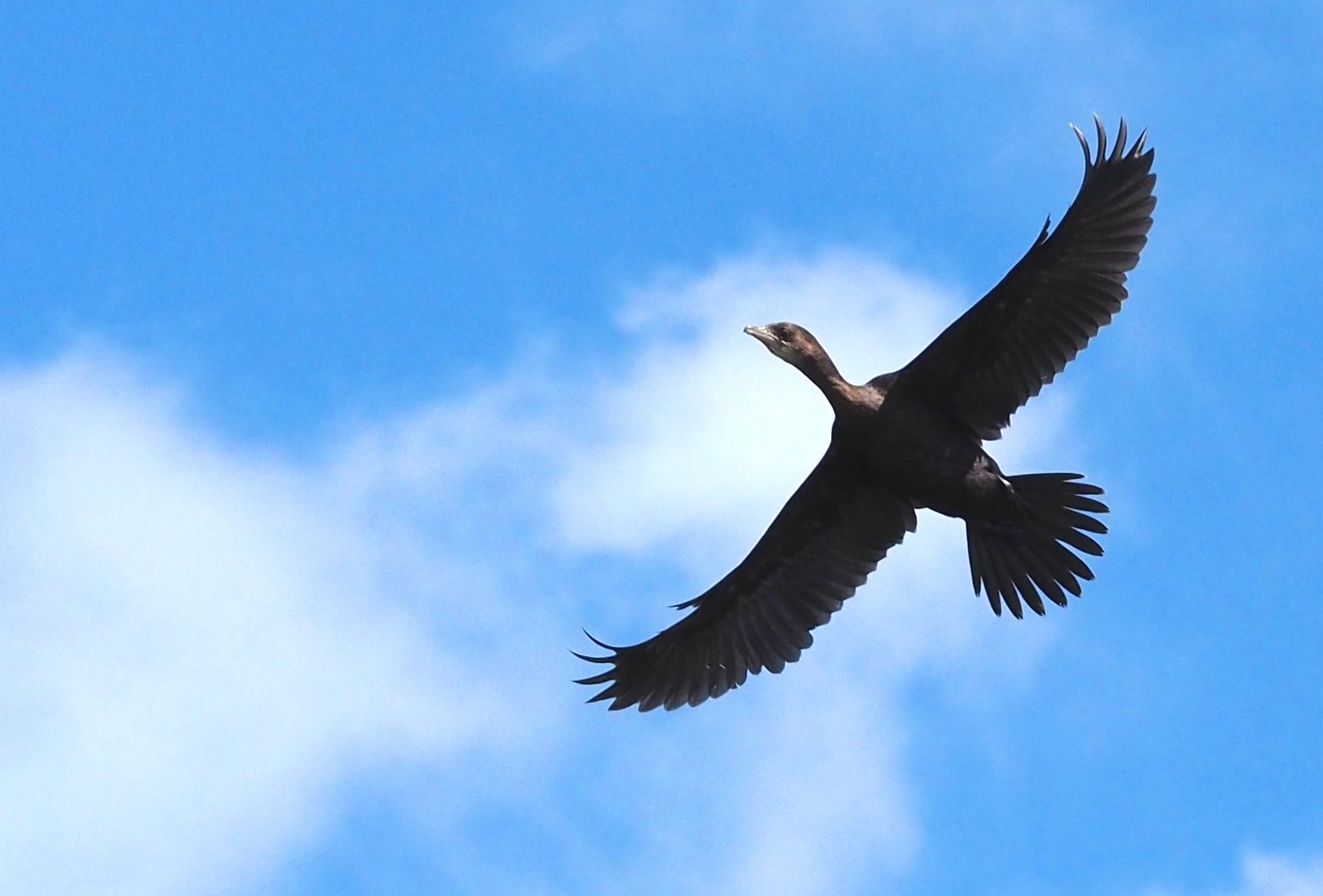 Cormorano pigmeo (Microcarbo pygmeus)