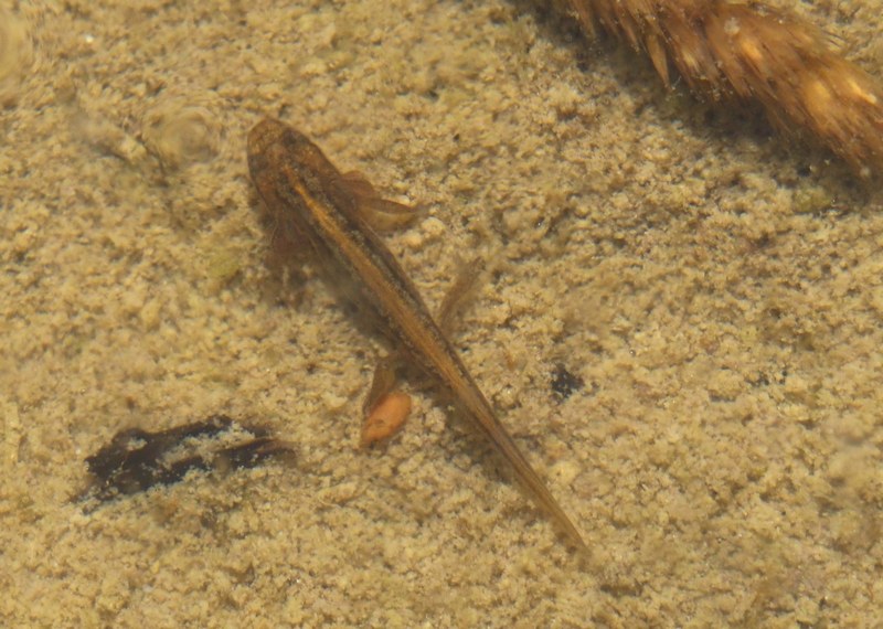 Larve in un fontanile - Lissotriton vulgaris, Pelophylax sp.