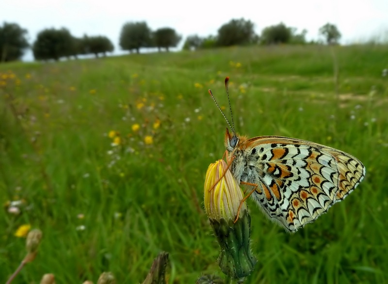 Alla ricerca della Melitaea ornata