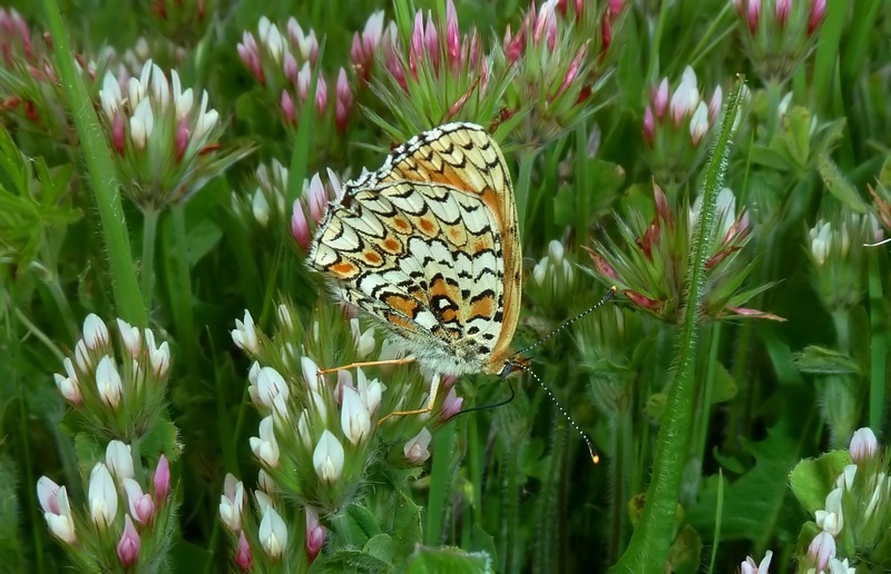 Alla ricerca della Melitaea ornata