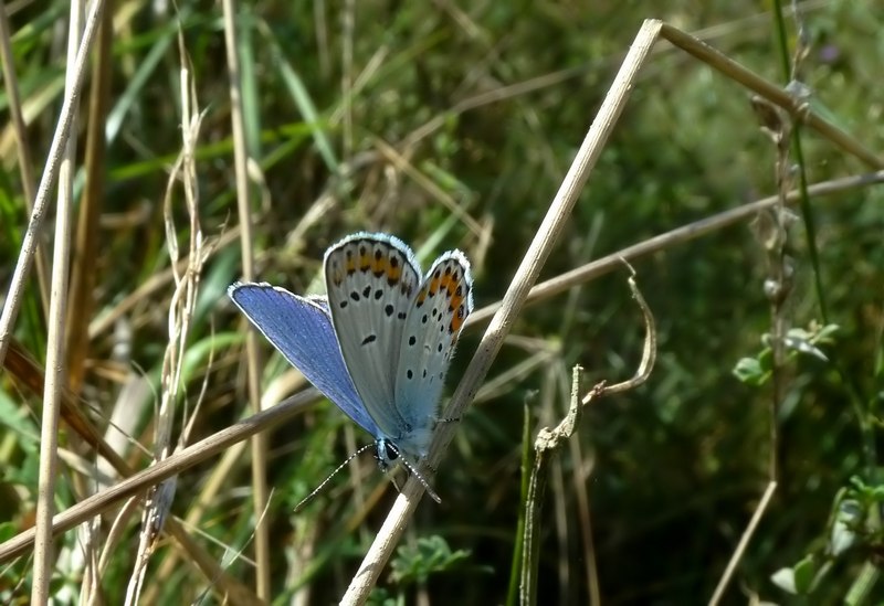 Alla ricerca della Lycaena dispar