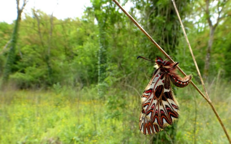 Boloria ,Cassandra & Co