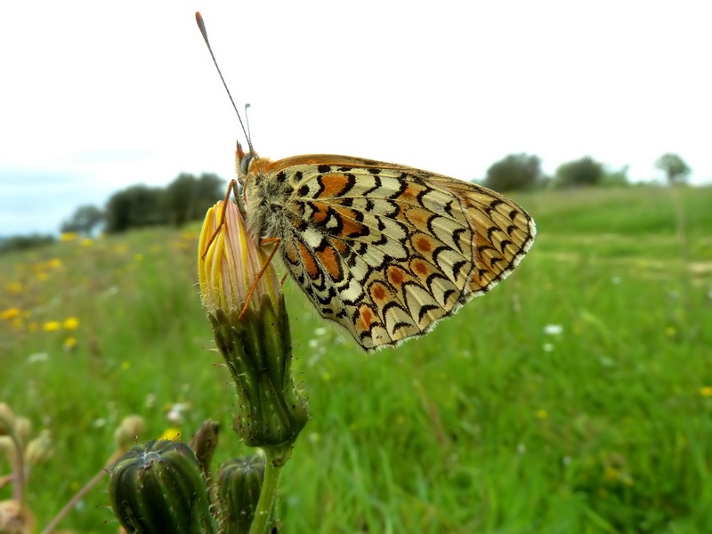 Alla ricerca della Melitaea ornata