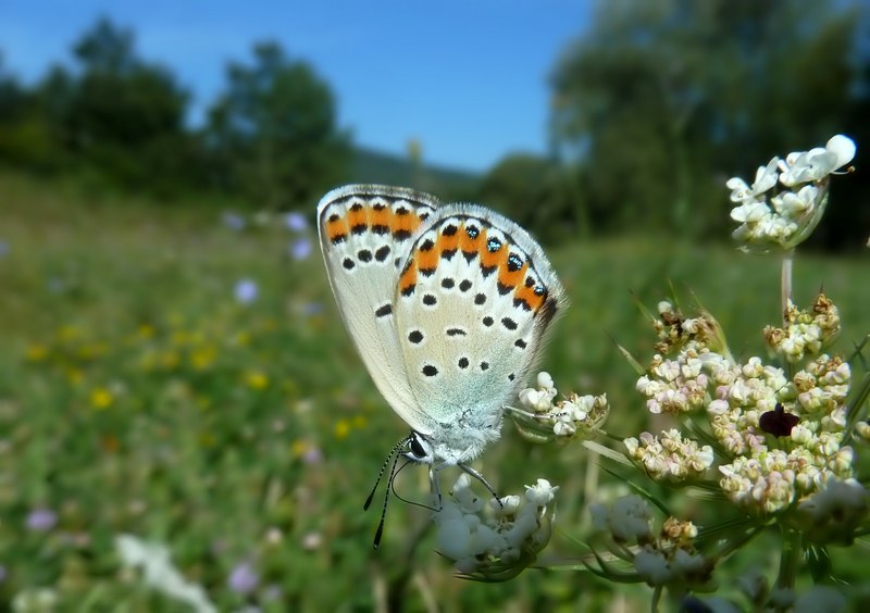 Alla ricerca della Lycaena dispar