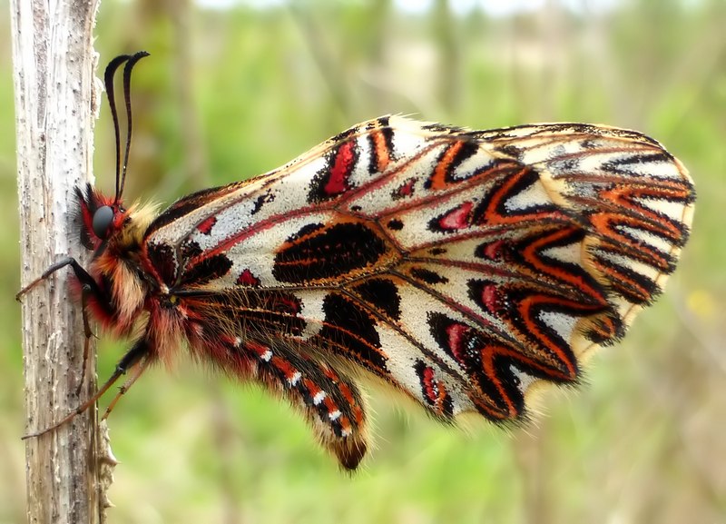 Boloria ,Cassandra & Co