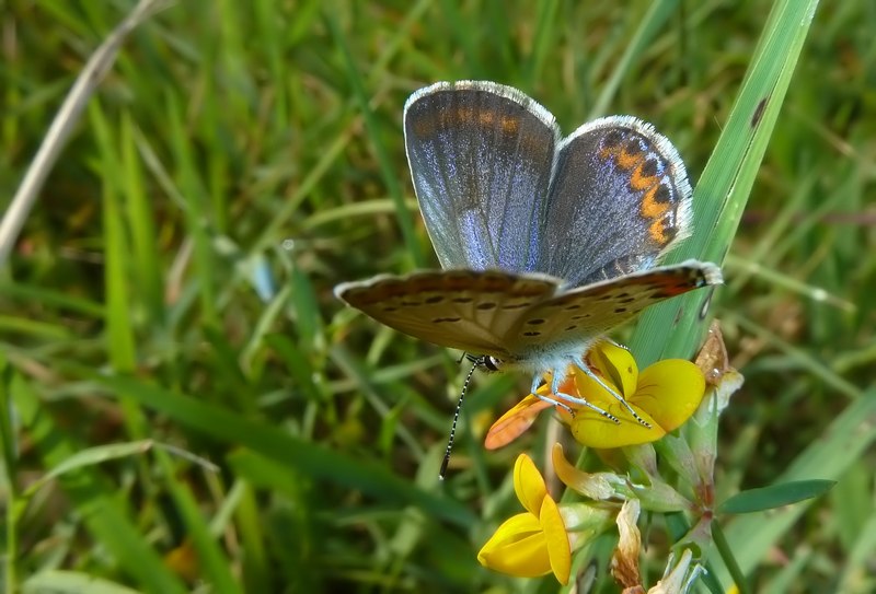 Alla ricerca della Lycaena dispar