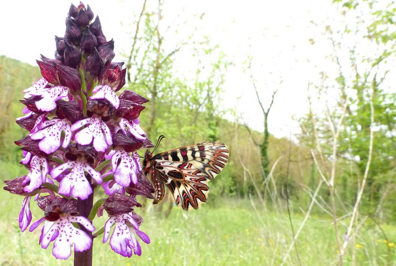 Boloria ,Cassandra & Co