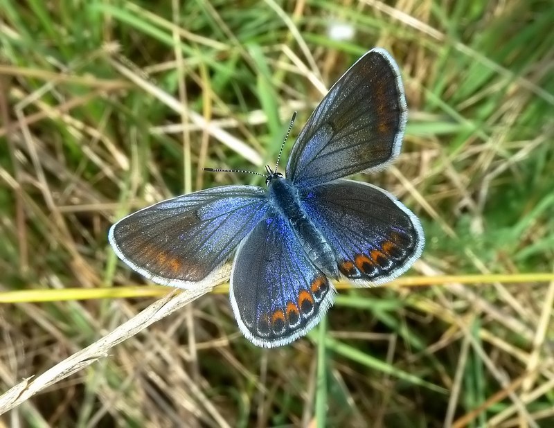 Alla ricerca della Lycaena dispar