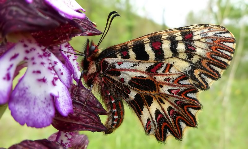 Boloria ,Cassandra & Co