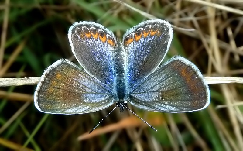 Alla ricerca della Lycaena dispar