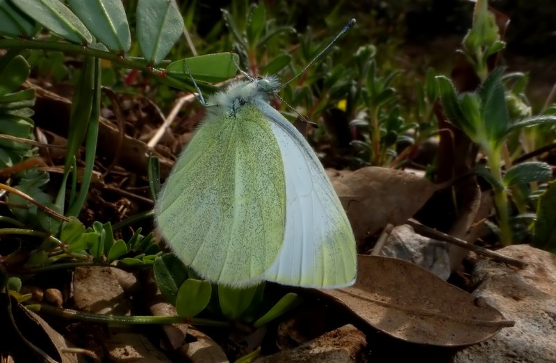 Farfalle del Subasio