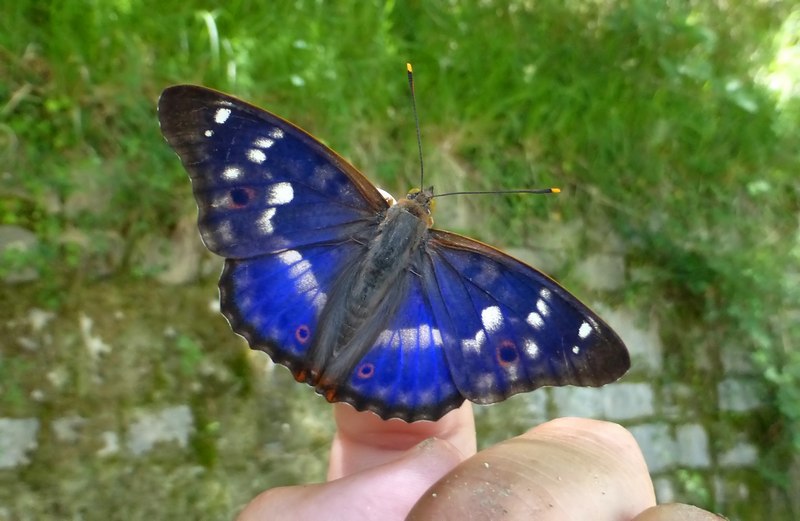 una fantastica Apatura ilia