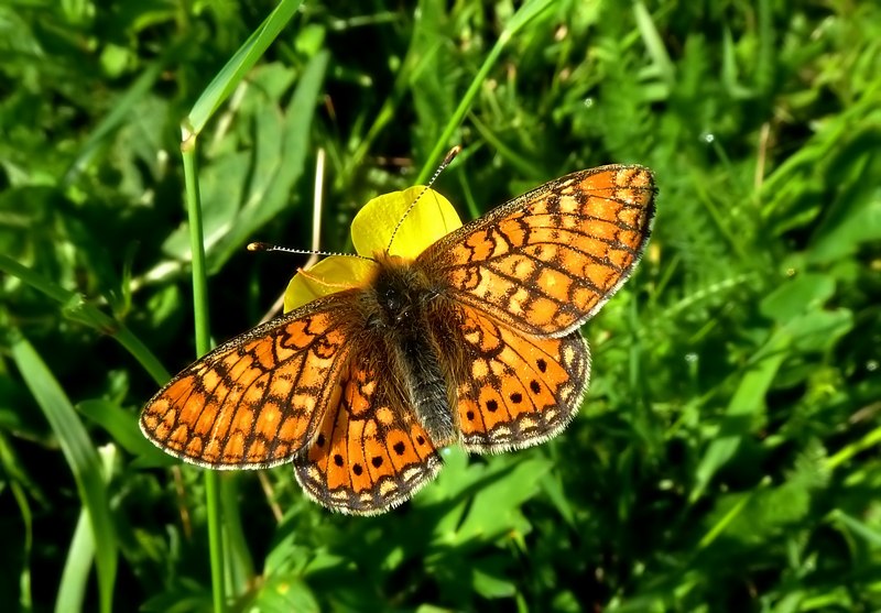 Farfalle del Subasio