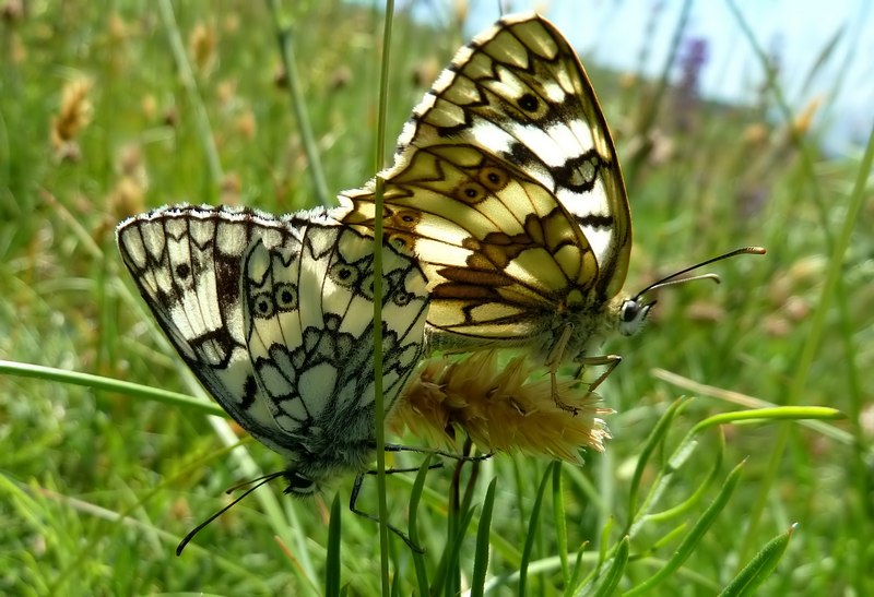 Farfalle del Subasio