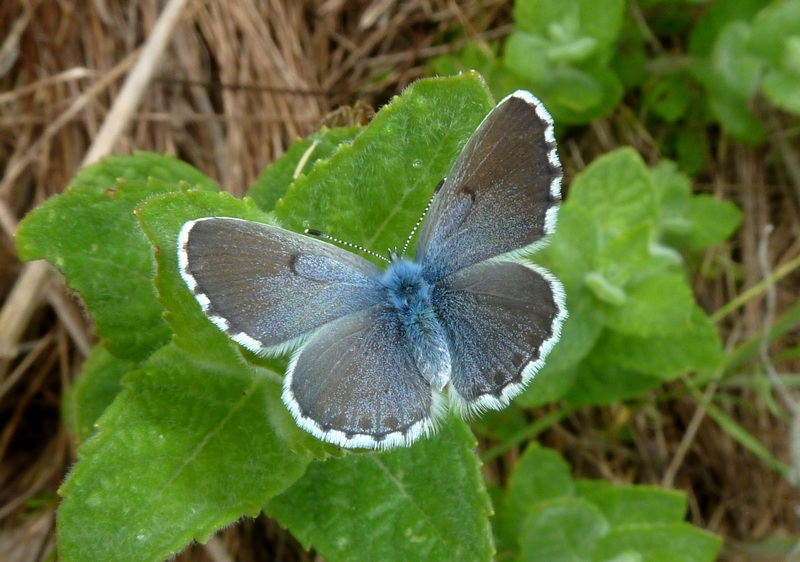 Alla ricerca della Melitaea ornata