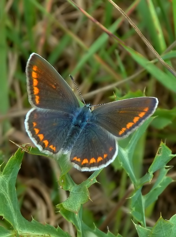 Alla ricerca della Melitaea ornata