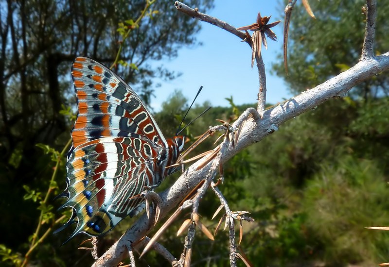 Charaxes jasus II generazione