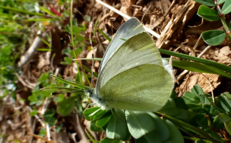 due pieridi.... - Pieris ergane e Pieris mannii