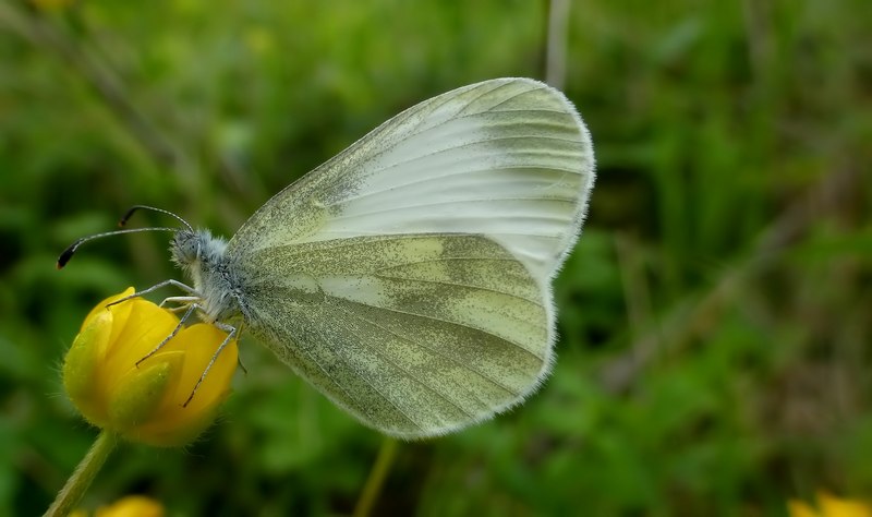 Boloria ,Cassandra & Co