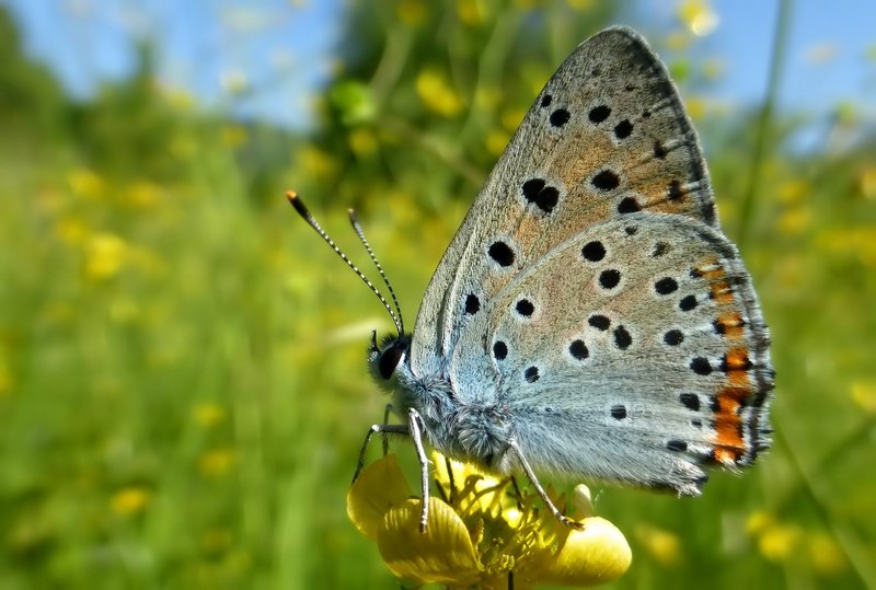 Lycaena alcyphron di pianura