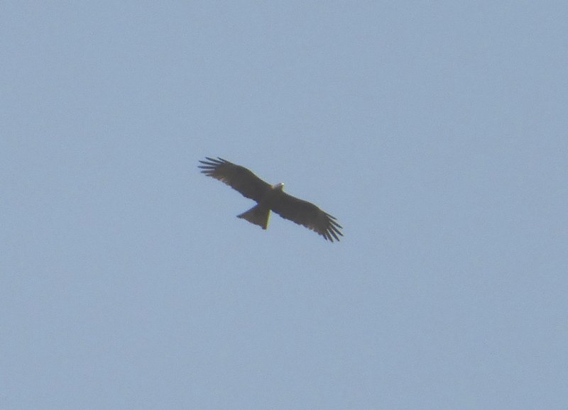 rapace da identificare