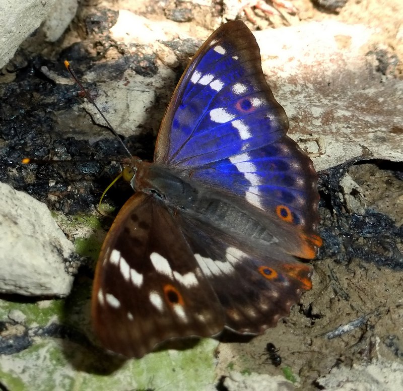 Apatura nel fosso - Apatura ilia