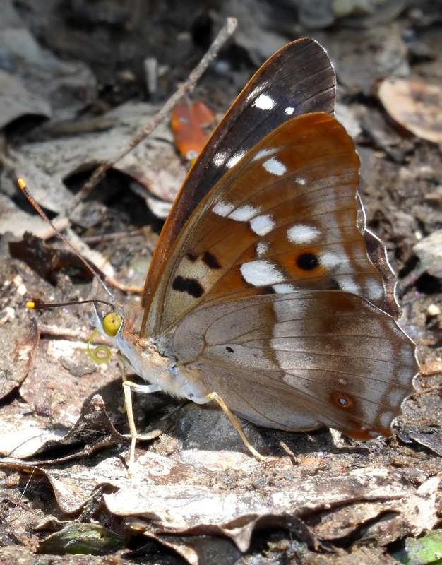 una fantastica Apatura ilia