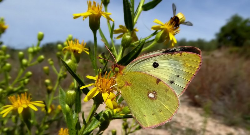 Pieridae di fine stagione....