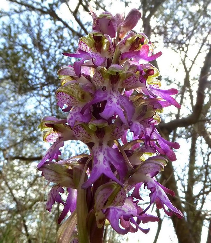 Himantoglossum robertianum...ultime fioriture