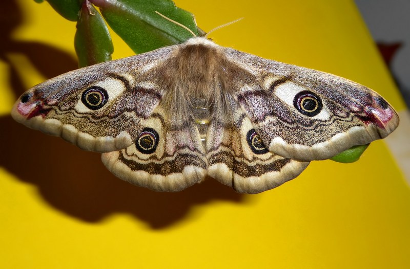 ..si Comincia : Saturnia pavoniella